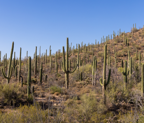 The desert in Southern Arizona