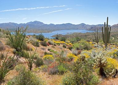 Desert landscape