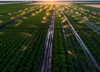 Irrigation in a field of crops